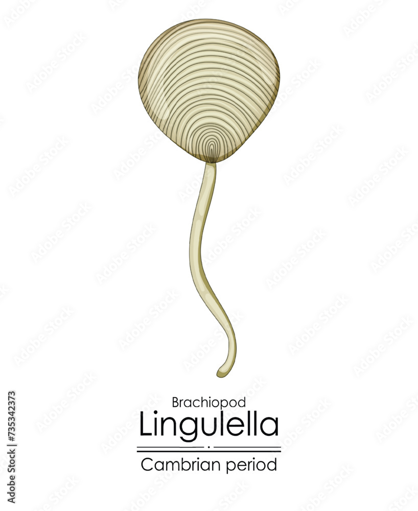 Canvas Prints lingulella phosphatic shelled brachiopod, a cambrian period creature. colorful illustration on a whi