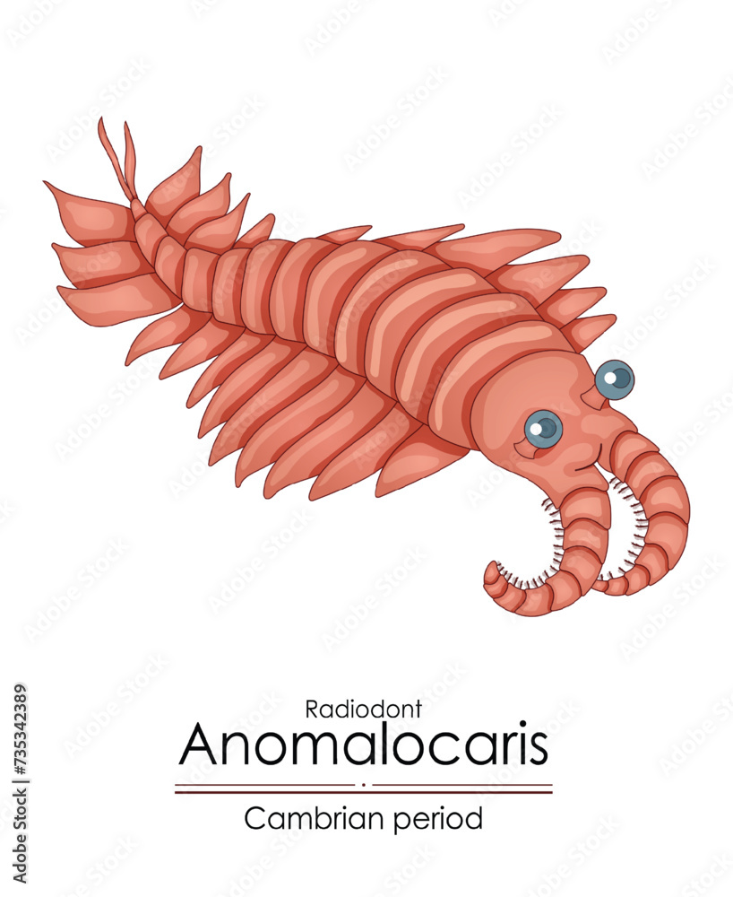 Wall mural anomalocaris, a cambrian period creature. colorful illustration on a white background.