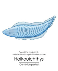Haikouichthys is known as one of the first fish and one of the earliest animals with a simple backbone. It lived during the Cambrian period. Colorful illustration on a white background.