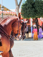 Obraz premium Elegant horses and riders at the vibrant Seville Fair