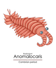 Anomalocaris, a Cambrian period creature. Colorful illustration on a white background.