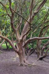 Bare branches of rhododendron trees in spring