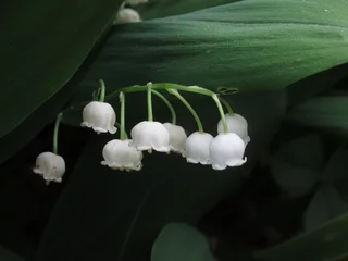 Fototapeten Zbliżenie na kwiat białej konwalii © Kumulugma