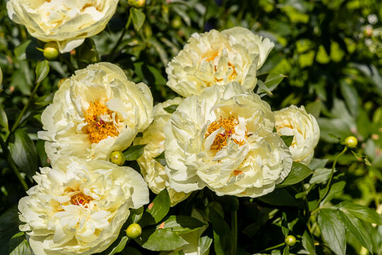 Paeonia, peony Lemon Chiffon blooms in the garden in summer