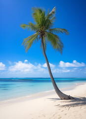 palm tree on the beach