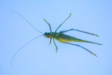 Isolated green grasshopper sitting on the window glass