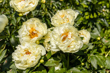 Paeonia, peony Lemon Chiffon blooms in the garden in summer