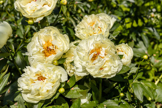 Paeonia, peony Lemon Chiffon blooms in the garden in summer