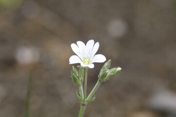 white spring flowers