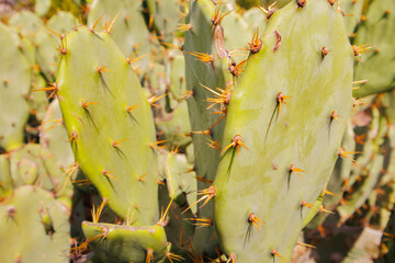 close up de nopalera cactacea mexicana
