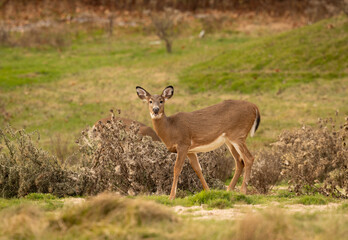 Cerf en alimentation, solo, horizontal