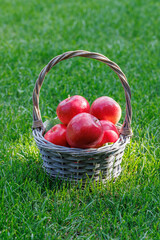 Basket with fresh red apples