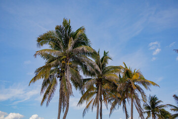 Fototapeta na wymiar palmera en playa de Tulum México