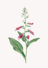 Foxglove Flower. Botanical Art.