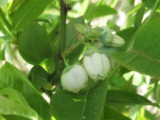 Zbliżenie na kwiaty borówki amerykańskiej © Kumulugma