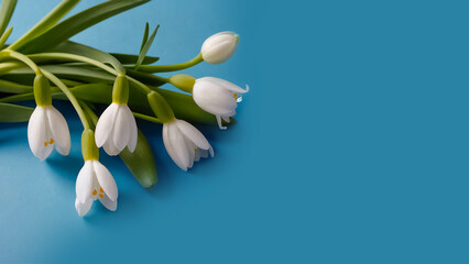 beautiful snowdrops on a blue background elegant