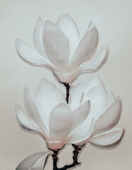 Tapeta, kwiaty wiosenne, biała magnolia, puste miejsce	 - obrazy, fototapety, plakaty