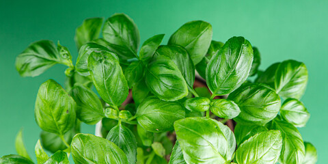 basil green fresh bush herb fresh cooking appetizer meal food snack on the table copy space food background rustic top view