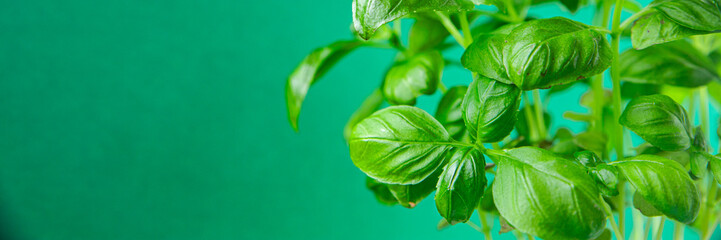 basil green fresh bush herb fresh cooking appetizer meal food snack on the table copy space food background rustic top view