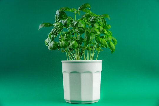 basil green fresh bush herb fresh cooking appetizer meal food snack on the table copy space food background rustic top view