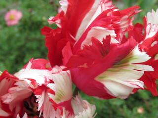 Zbliżenie na kwiat biało-czerwonego tulipana strzępiastego
