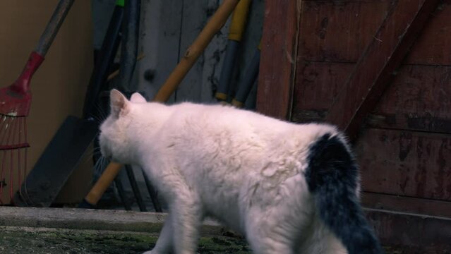 Lost cat walks into garage