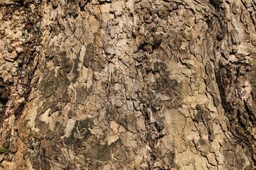Explore the Fascinating World of Tree Bark Textures: Natural Beauty in Detail
