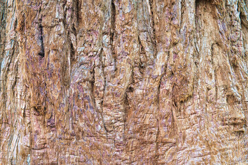 Explore the Fascinating World of Reddish-Brown Tree Bark: Unique Close-Up Textures!