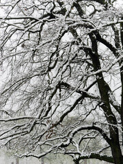 there is snow on the branches of the trees