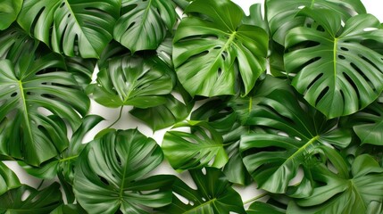 Obraz premium Lush Monstera Deliciosa Leaves Pattern