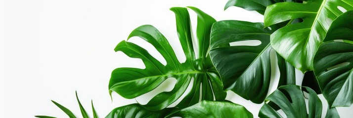 Vibrant Monstera Foliage on Clear Background