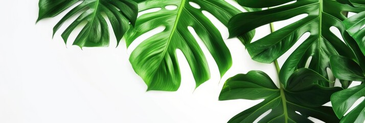 Fototapeta na wymiar Tropical Monstera Leaf Pattern for Decor