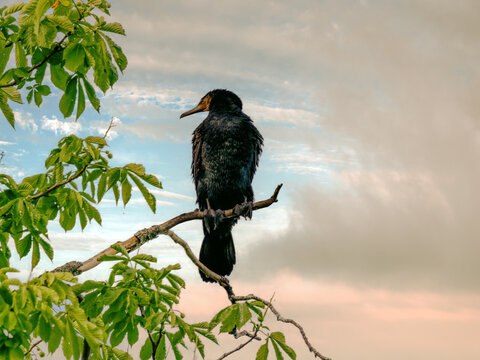 comorant sits on a branch with green leaves