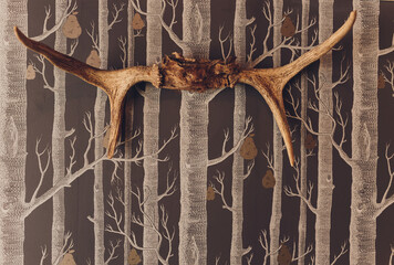 the head of a dead deer with horns and fur on the wall in the room.