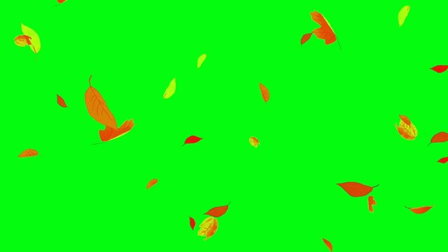 Leaf down Green screen video