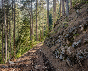 A downhill and trekking route in the coniferous forest. Pirin mountains near Bansko ski resort, Bulgaria.