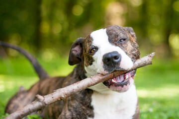 A Pit Bull Terrier mixed breed dog chewing on a large stick