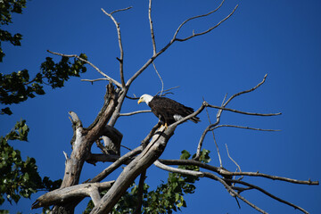 Mature American Bald Eagle perched on a bare branch in a tree with bright blue sky in the background