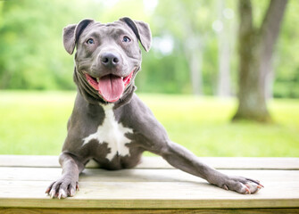 A happy blue and white Pit Bull Terrier mixed breed dog