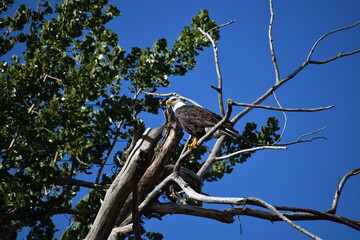 Mature American Bald Eagle perched on a bare branch in a tree with bright blue sky in the background