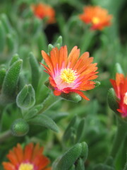Zbliżenie na kwiat rośliny z gatunku Heliosperma