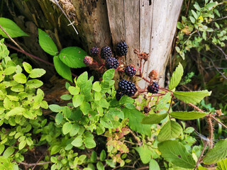 Bush of ripe berries in the forest. Blackberry bush in the forest. A bunch of ripe blackberry...