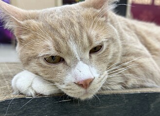 an adult cat lies on a shelf stretched out to its full height