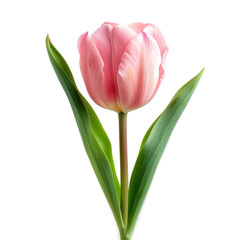 Beautiful pink tulip flower isolated