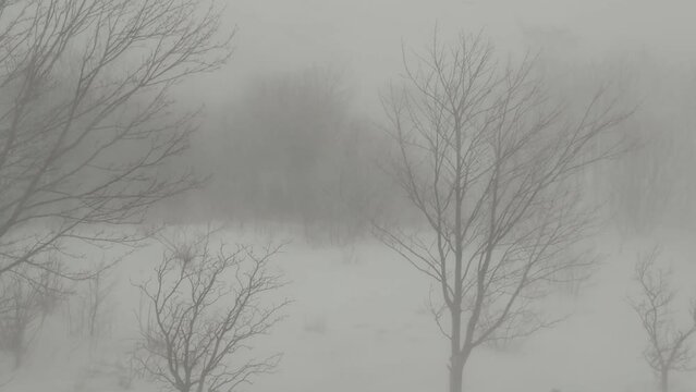 A winter snowstorm in the forest, blizzard