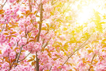 Obraz na płótnie Canvas Cherry blossoms in the park. Selective focus during spring blossoms Sakura