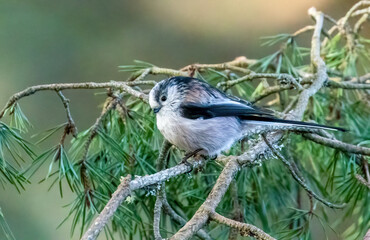 Obraz premium Cute little long tailed tit bird perched on a twig in the forest