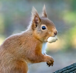 Hungry little scottish red squirrel eating a nut in the forest