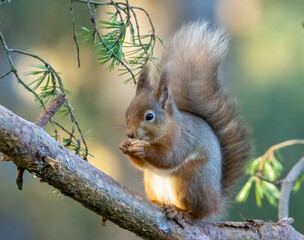 Naklejka na ściany i meble Hungry little scottish red squirrel eating a nut in the forest