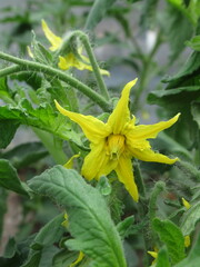 Zbliżenie na żółty kwiat pomidora